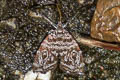 Choreutis sp.